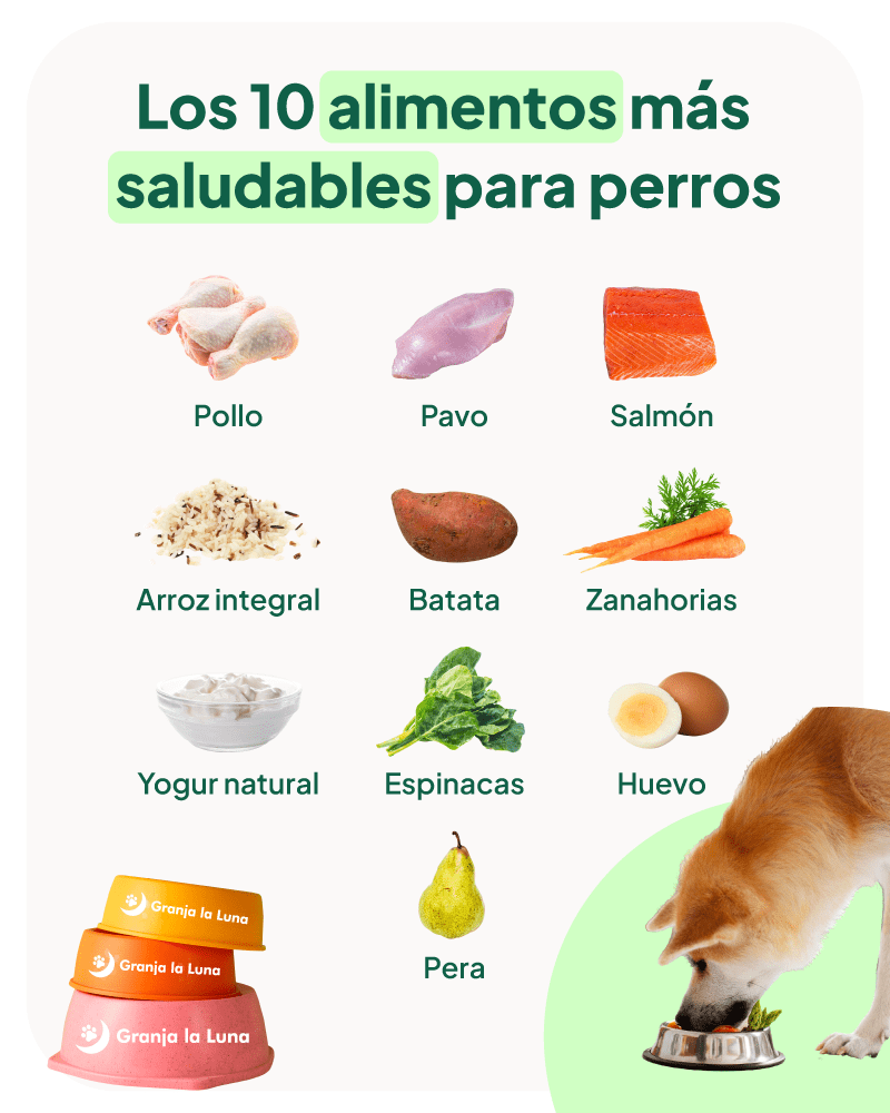 Alimentos naturales que fortalecen la salud de tu perro 1 Los 10 alimentos más saludables para perros - Granja La Luna
