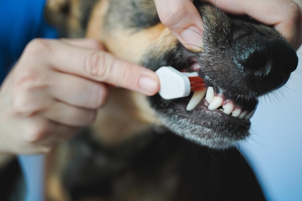 Cada cuánto debes hacer revisión dental a tu perro por raza 1 Cada cuánto se debe de hacer una revisión dental al perro o al ...