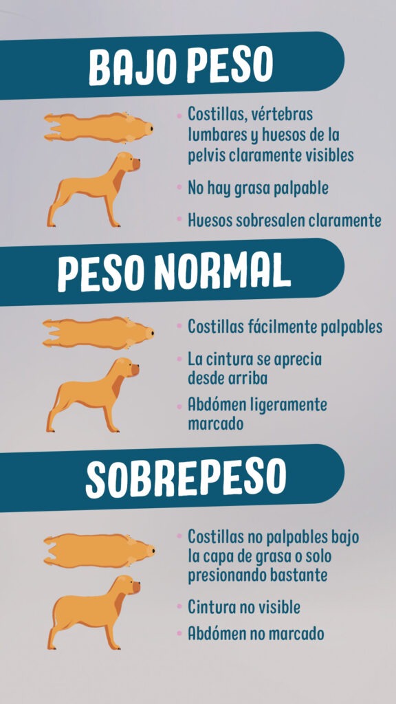 Cómo adaptar la alimentación de tu perro si tiene sobrepeso 1 Comida para perros con sobrepeso | Magazine para perros