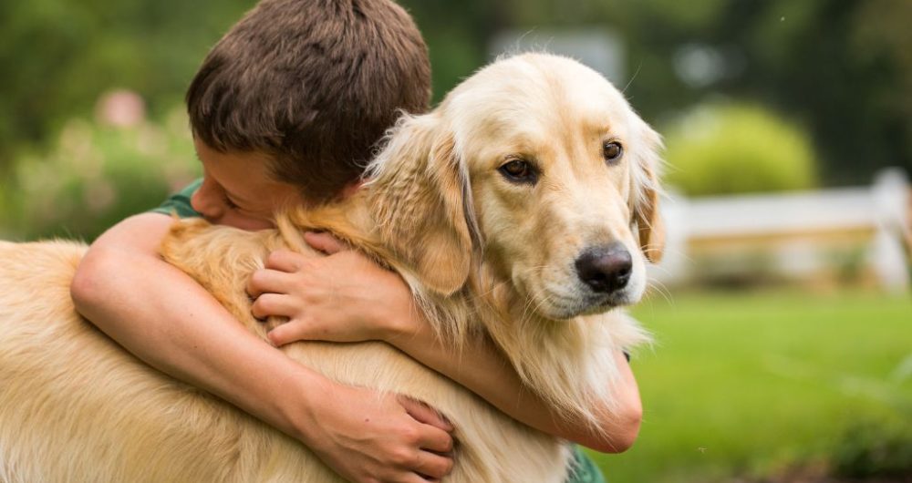 Cómo enseñar a tu perro a respetar a los niños pequeños 1 Cómo lograr una buena convivencia entre perros y niños en casa