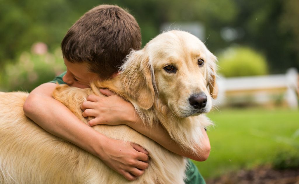 Cómo fomentar la convivencia entre tu perro y tus hijos 1 Cómo lograr una buena convivencia entre perros y niños en casa