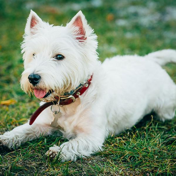 Cómo mantener limpio el pelaje blanco de tu perro 1 Consejos para mantener el pelo blanco de mi perro