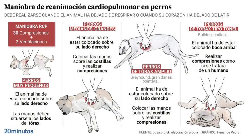 Cómo prevenir problemas cardíacos en tu perro 1 La reanimación cardiopulmonar en perros: cuándo es necesaria y ...
