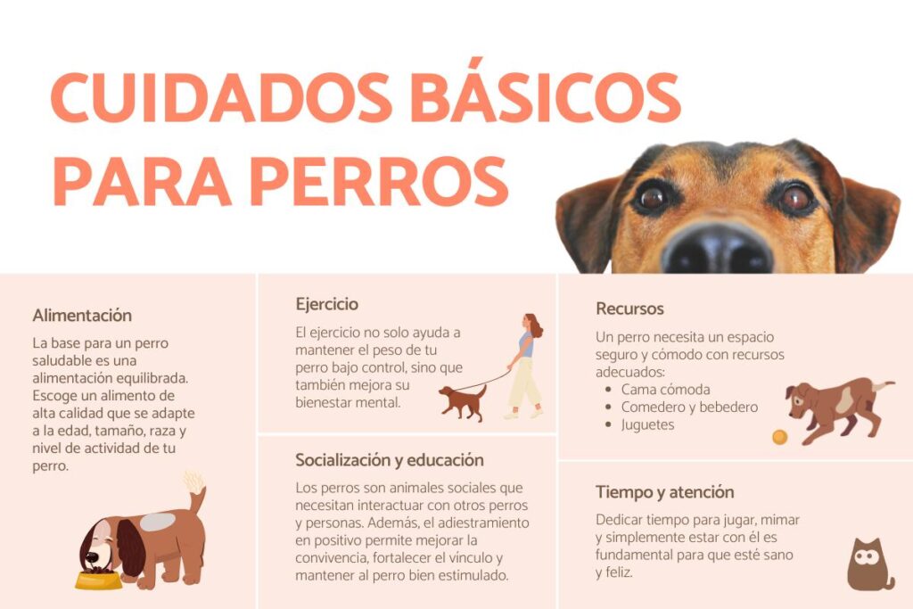 Consejos de higiene para perros que viven en departamentos 1 Cómo cuidar a un perro? - Guía de cuidados esenciales