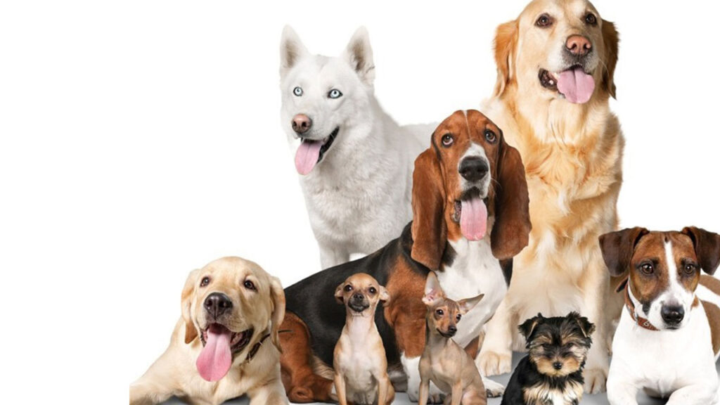 Perros con buen temperamento para familias numerosas 1 Razas Caninas Ideales para Familias con Niños - Natural Gos