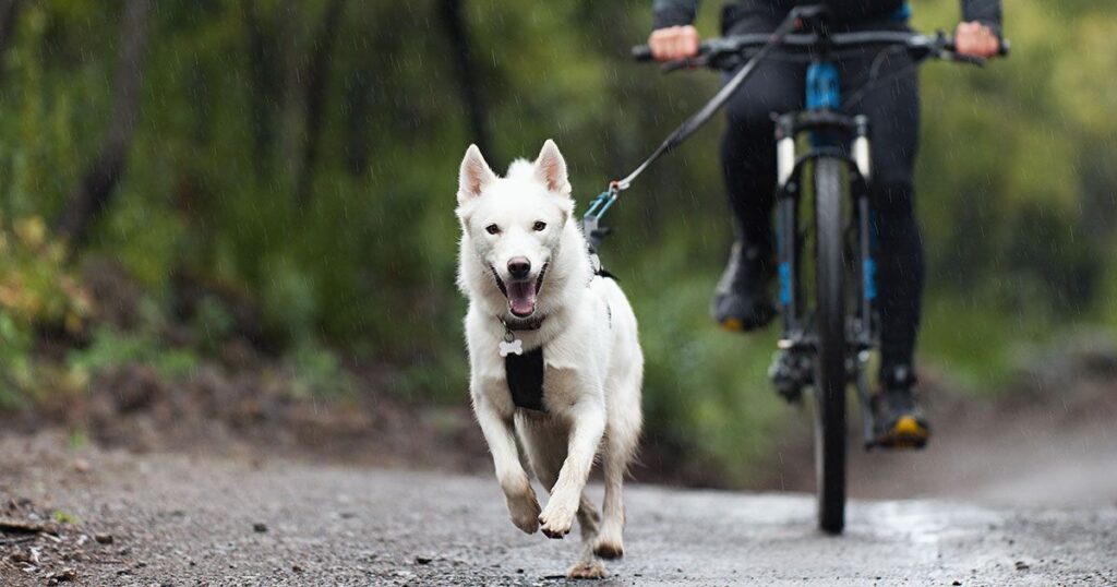 Perros ideales para salir a correr o andar en bicicleta 1 Cómo andar en bicicleta con tu perro