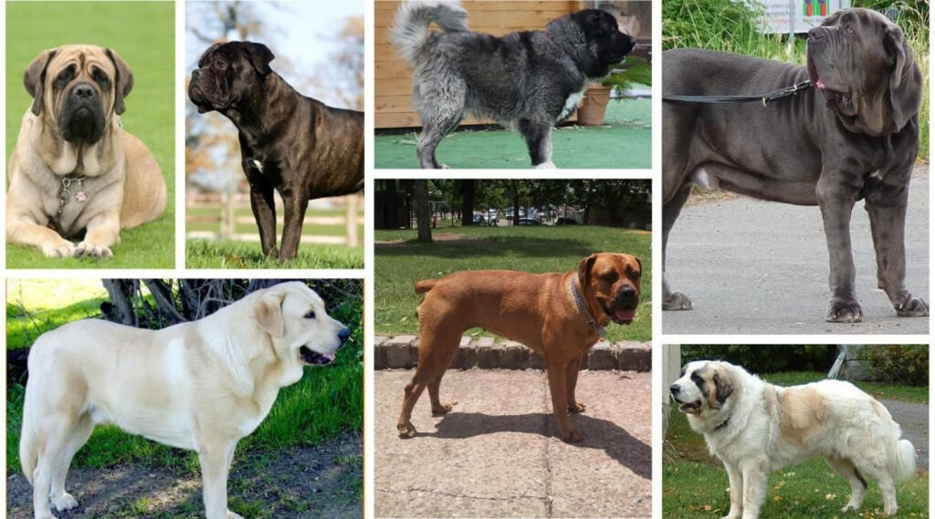 Perros que se adaptan bien a distintos tipos de dueño 1 Las Mejores Razas de Perros para Diferentes Tipos de Dueños y ...