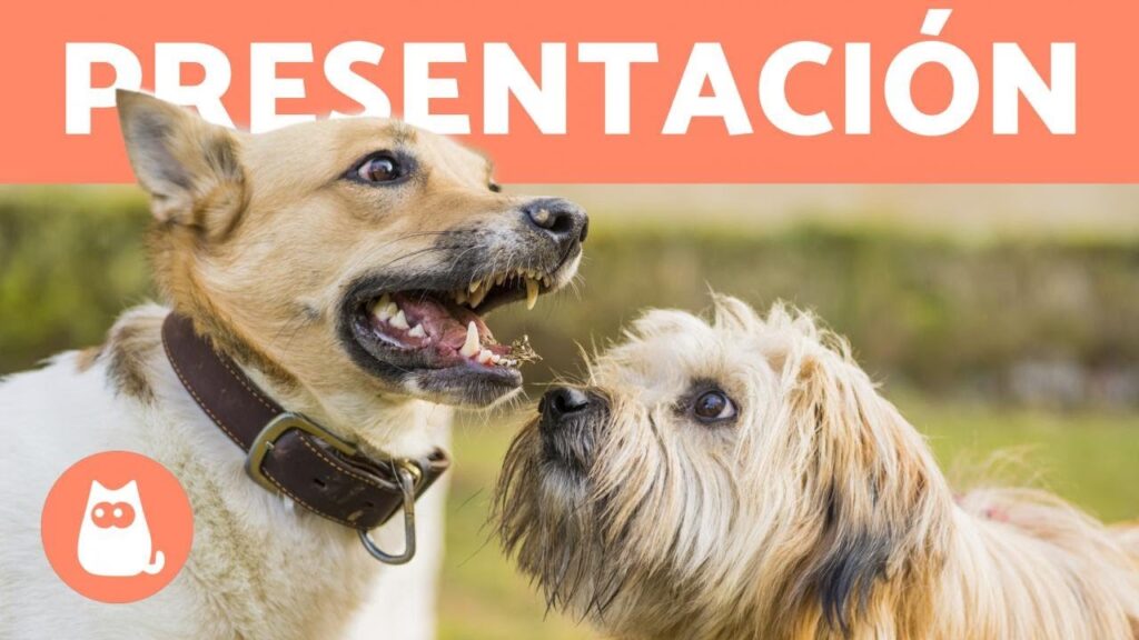 Perros que se llevan bien con otros perros en casa 1 ¿Cómo presentar a dos perros? - ¡CONSÍGUELO EN 5 PASOS!