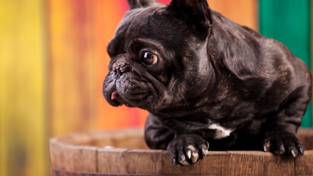 Perros que viven más de 15 años: mitos y realidades 1 Esperanza de vida de perros: ¿Cuántos años viven?