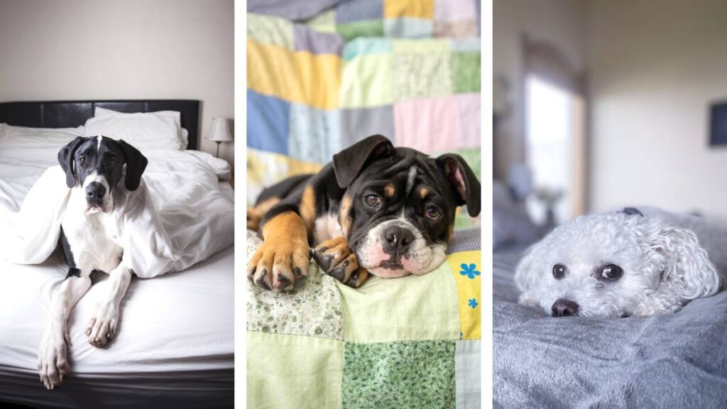 Razas de perros que disfrutan la rutina diaria 1 Razas de perros más tranquilas - UnoTV