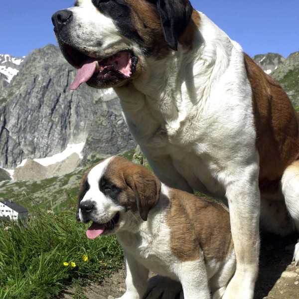 Razas de perros que envejecen con gracia 1 A qué edad comienzan a envejecer los perros