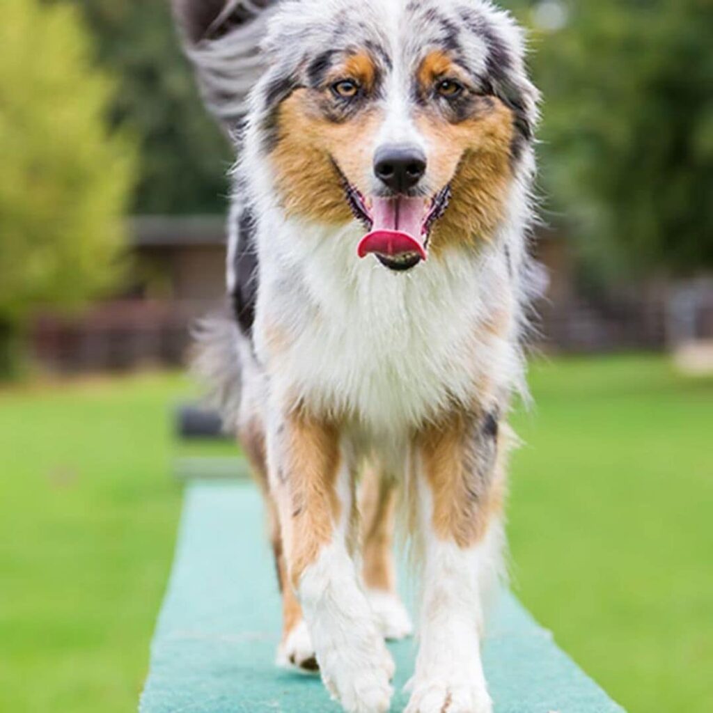 Razas de perros que no compiten con otras mascotas 1 Las mejores razas de perro para practicar 'agility'