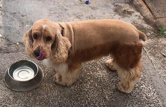 Razas de perros que no toleran el sedentarismo 1 Razas de perros que no toleran estar solos