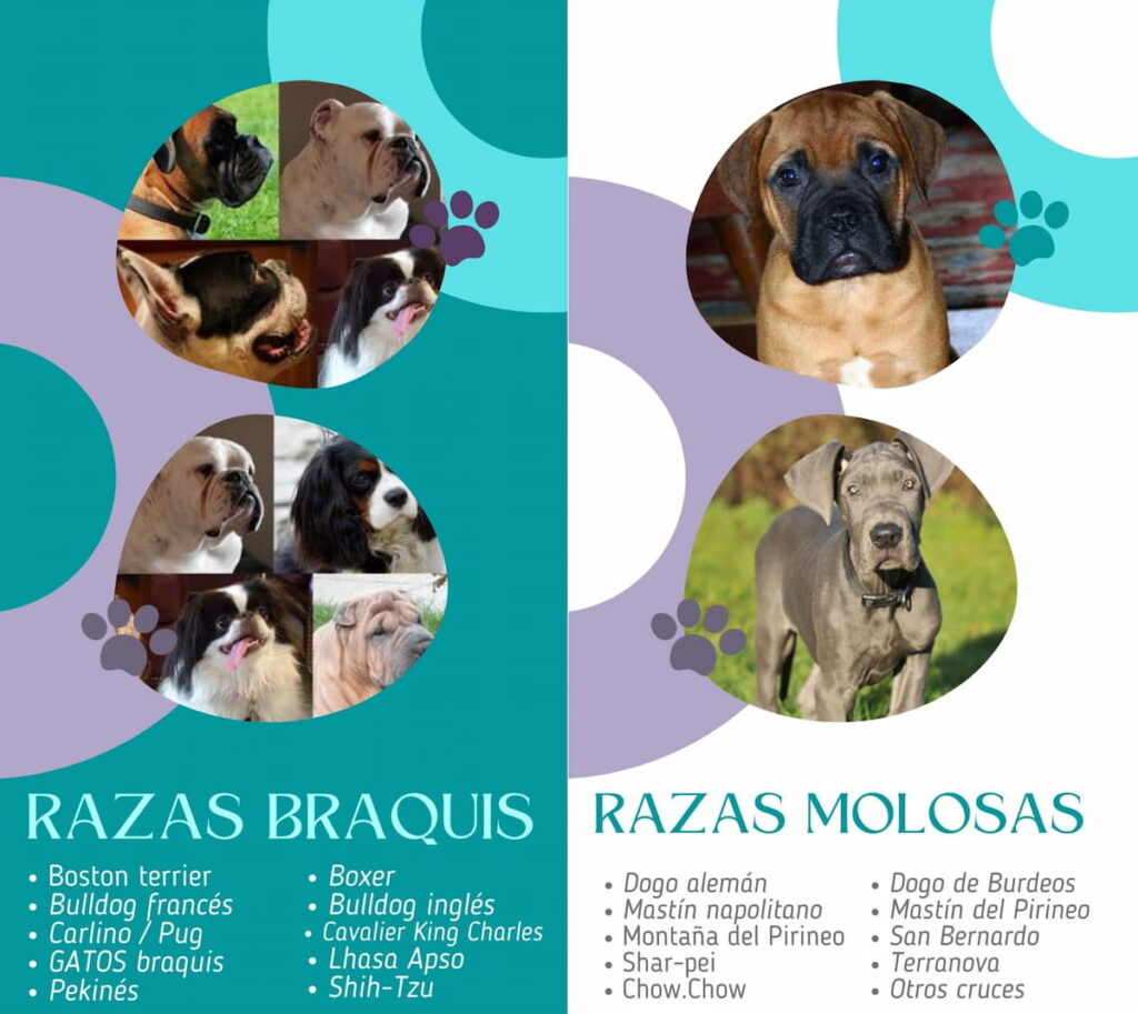 Razas de perros que requieren chequeos oftalmológicos frecuentes 1 Elegir un cachorro según un veterinario oftalmológico