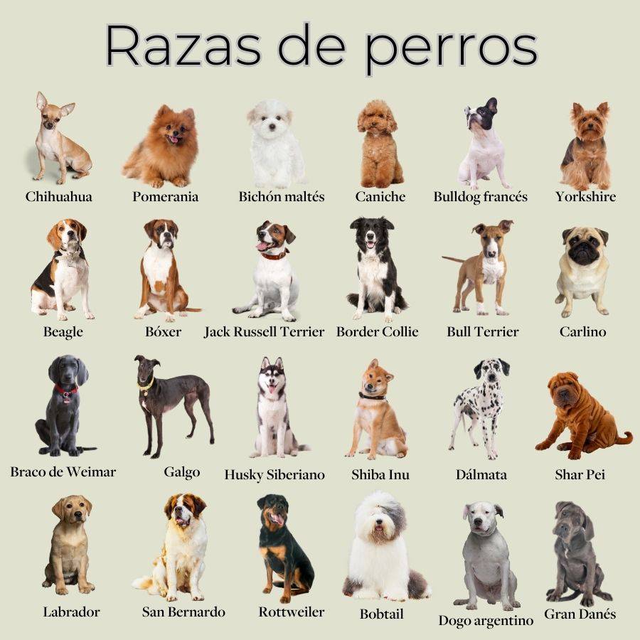 Razas de perros sin problemas frecuentes de conducta 1 Razas de perros: nombres, fotos y características