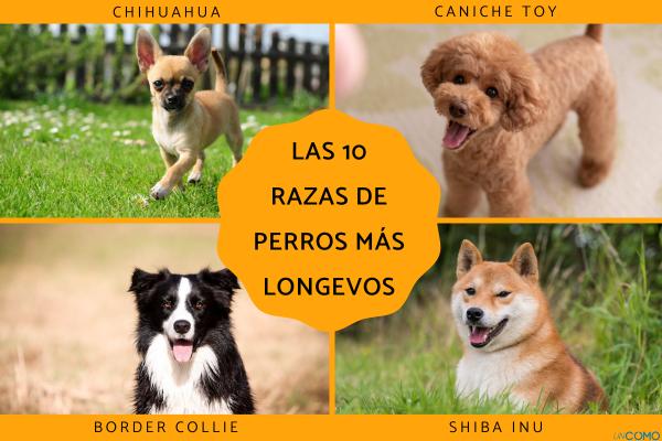 Razas pequeñas que viven muchos años 1 Las 10 razas de perros más longevos: ¿cuáles son y cuántos años viven?