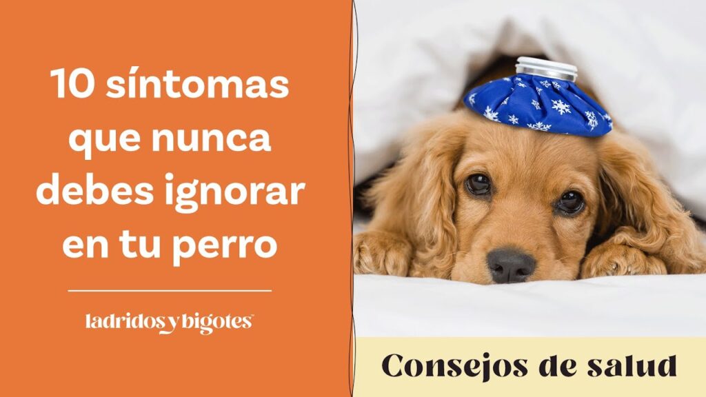 Síntomas que no debes ignorar en la salud de tu perro 1 10 síntomas que nunca debes ignorar en tu perro