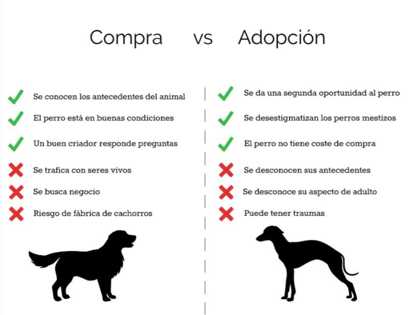 Ventajas y desventajas de tener un perro grande 1 Comprar o adoptar?